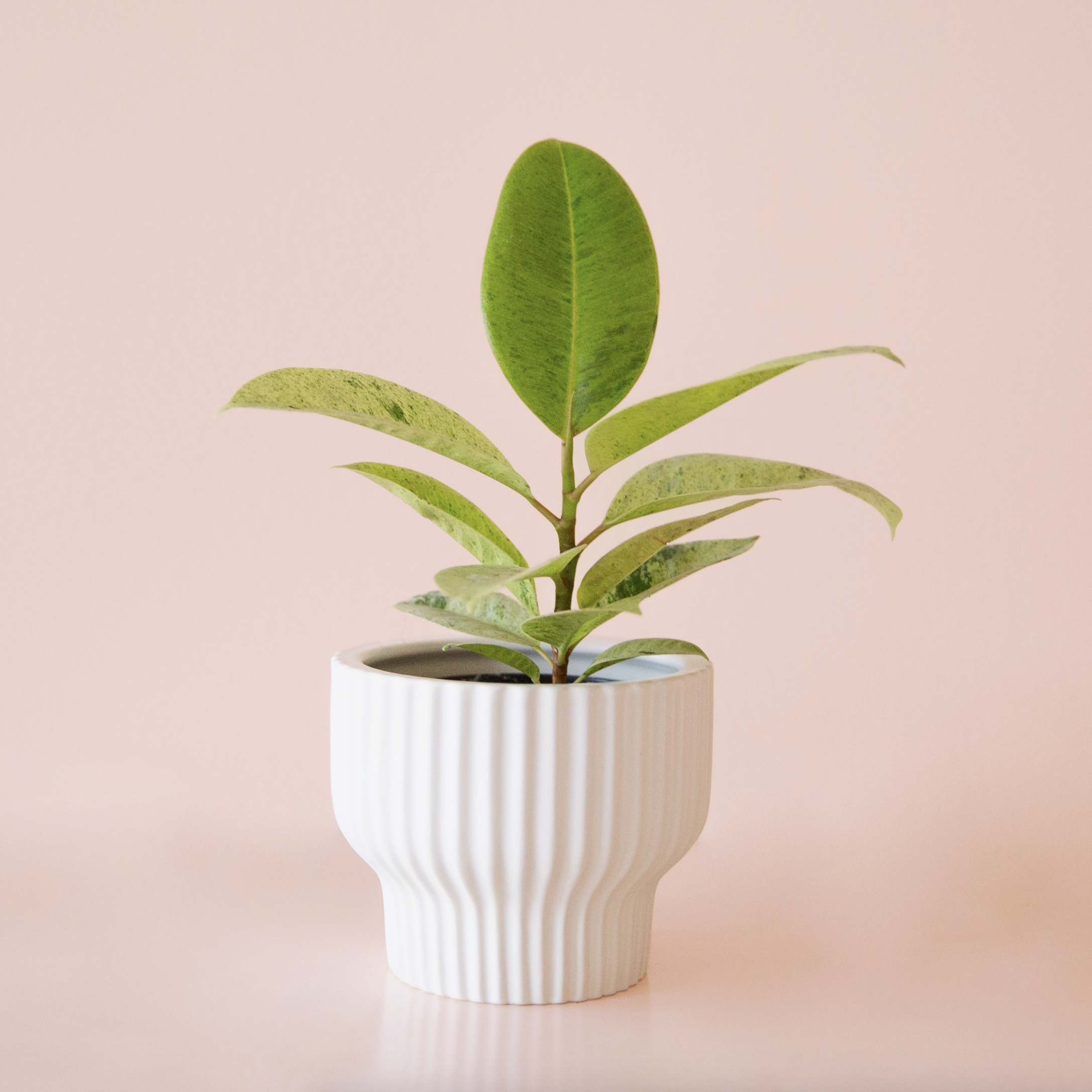 Peach and Orange Rainbow Wall Hanging Planters — Stayin' Alive